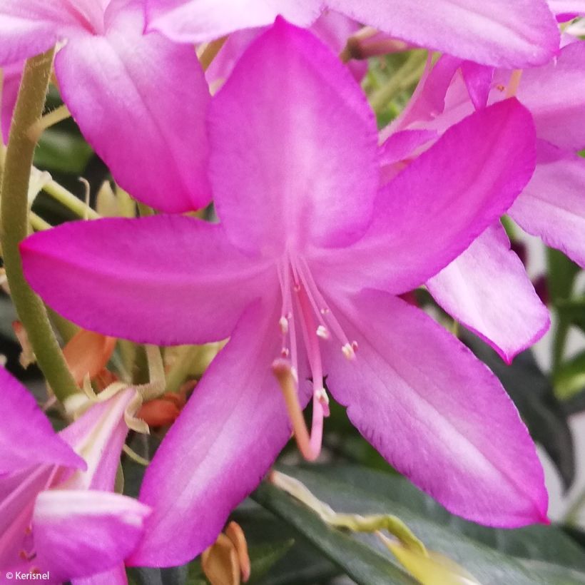 Azalea gowenianum (Fioritura)