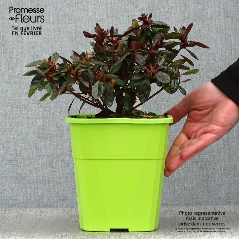 Azalée hybride ENCORE Autumn Fire en pot de 3L/4L esemplare consegnato in inverno