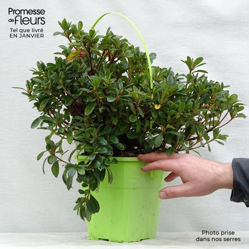 Azalée hybride ENCORE® Sunset en pot de 3L/4L esemplare consegnato in inverno