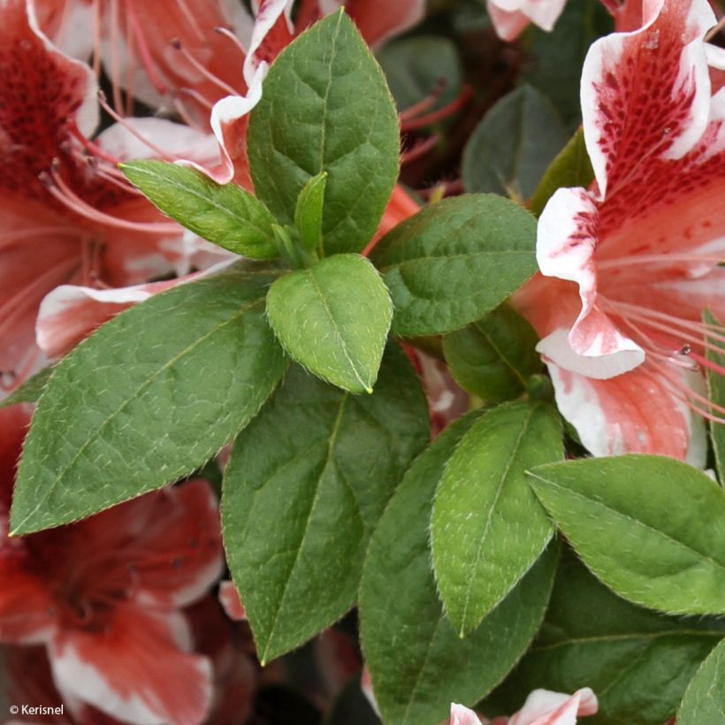 Azalea japonica Ben Morrisson (Fogliame)