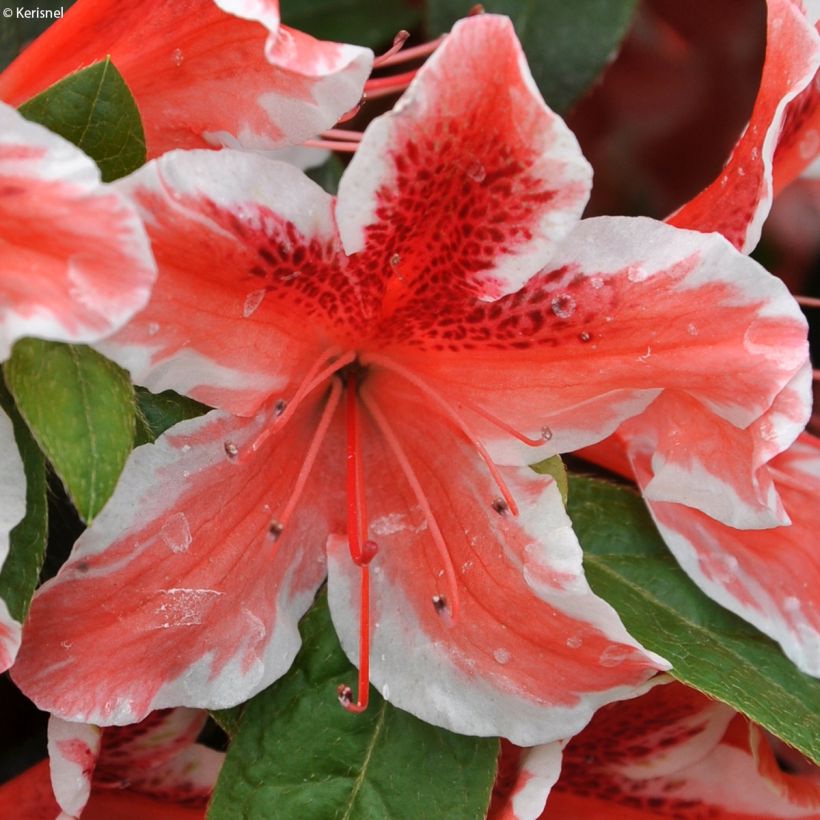 Azalea japonica Ben Morrisson (Fioritura)