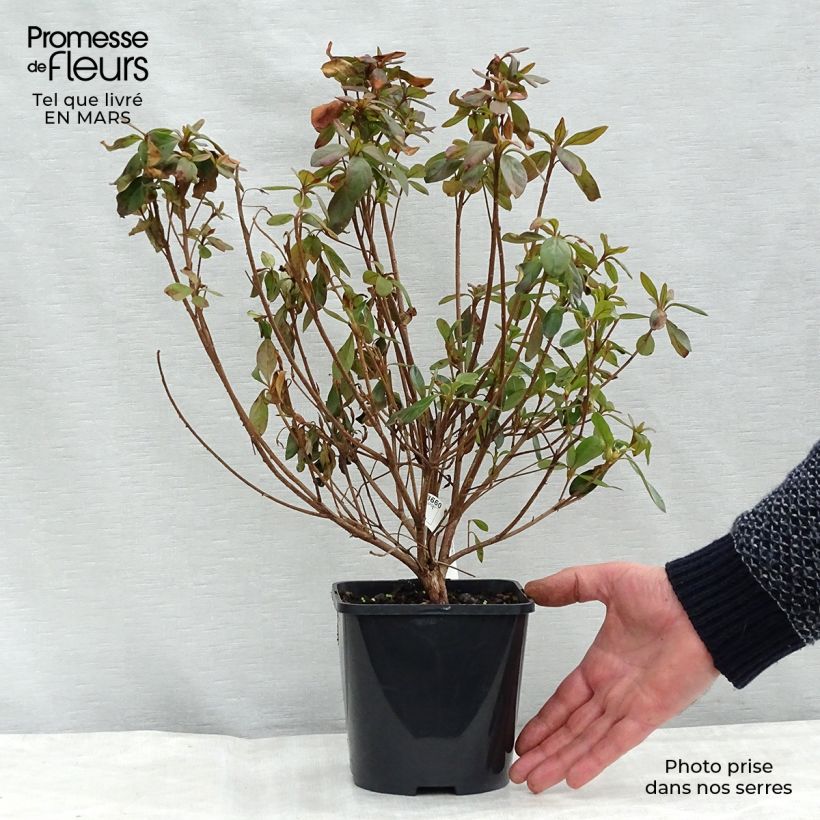 Azalée japonaise - Azalea japonica Gilbert Mullie en pot de 2l/3l esemplare consegnato in inverno