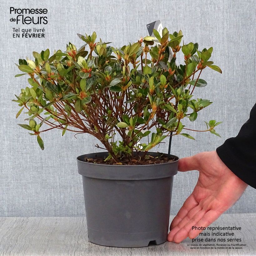 Azalée japonaise - Azalea japonica Izumi no mai Pot de 3L/4L esemplare consegnato in inverno