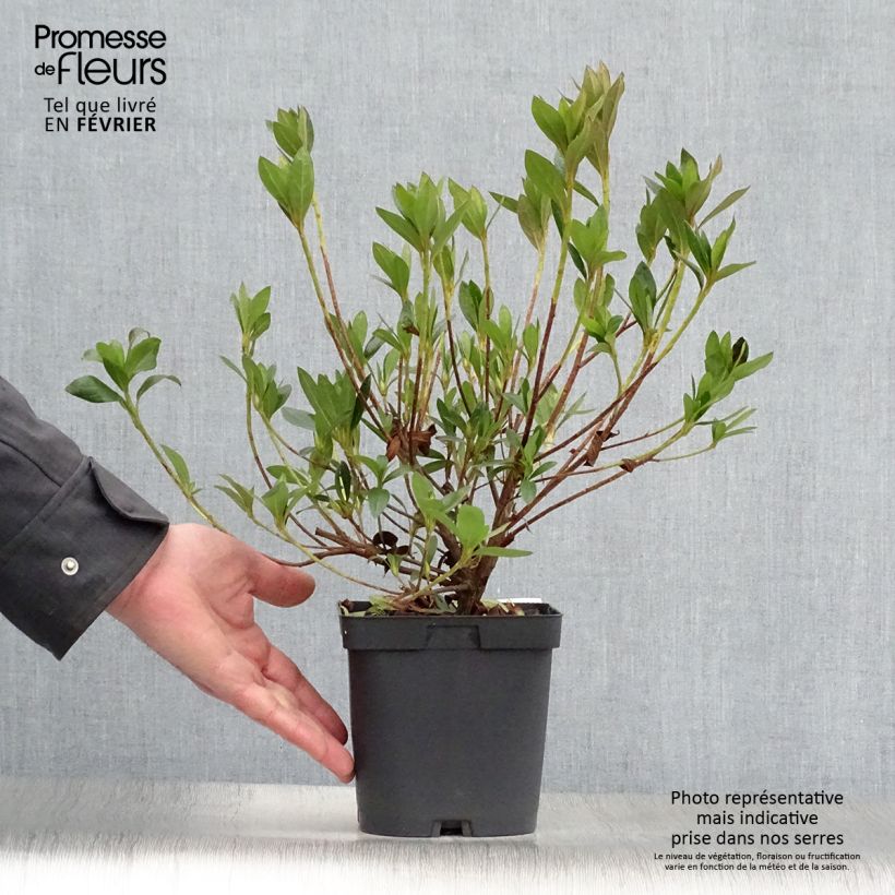 Azalée japonaise - Azalea japonica Rosa King en pot de 2l/3l esemplare consegnato in inverno