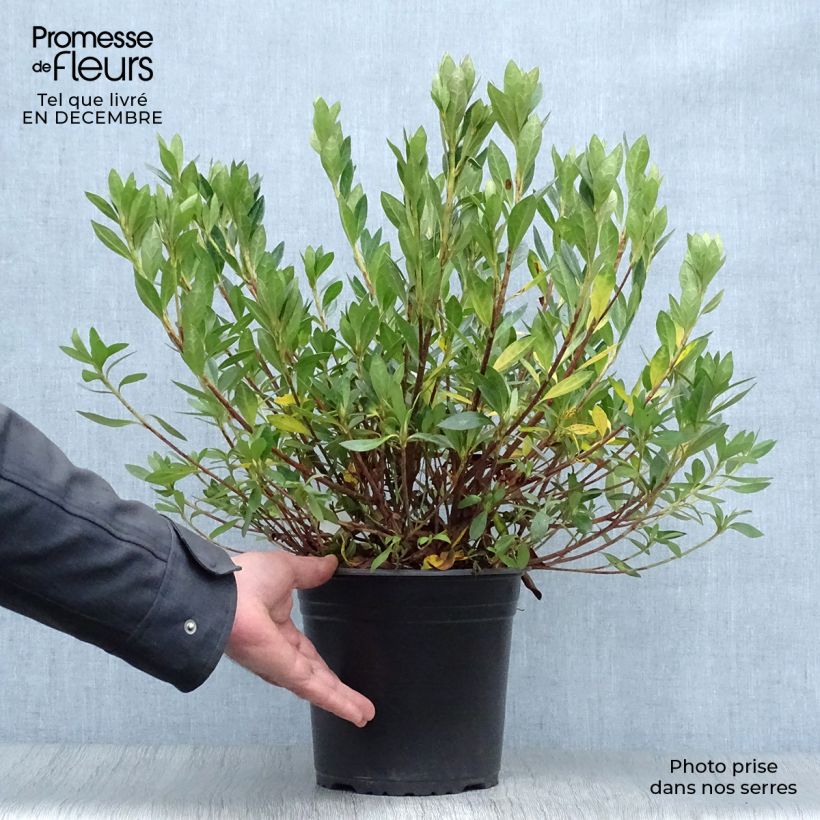 Azalée japonaise - Azalea japonica Rosa King en pot de 4l/5l esemplare consegnato in inverno