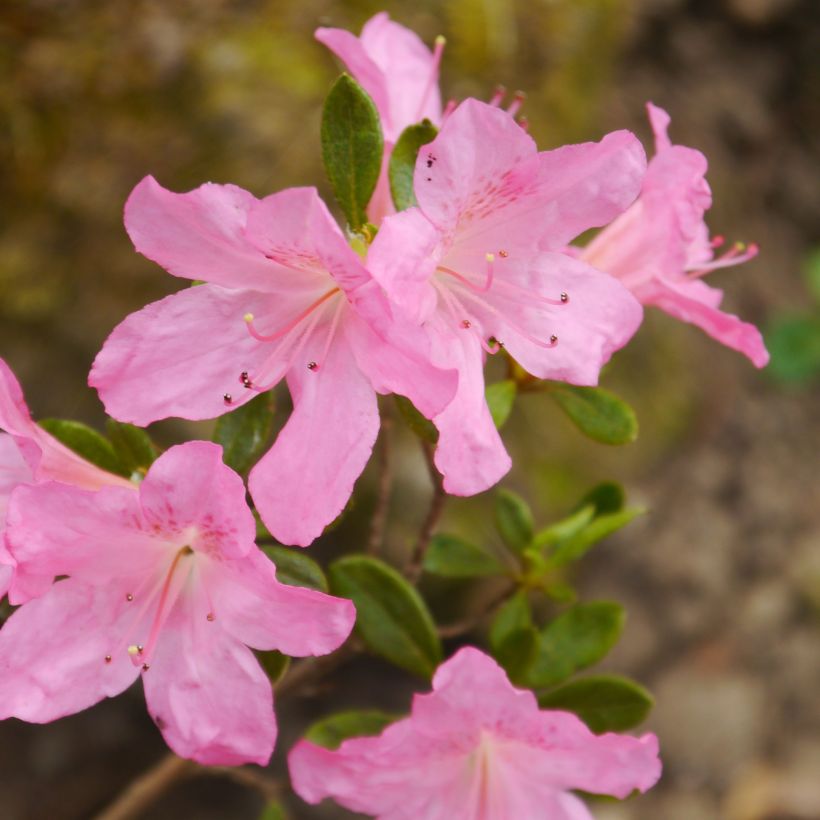 Azalea japonica Gilbert Mullie (Fioritura)