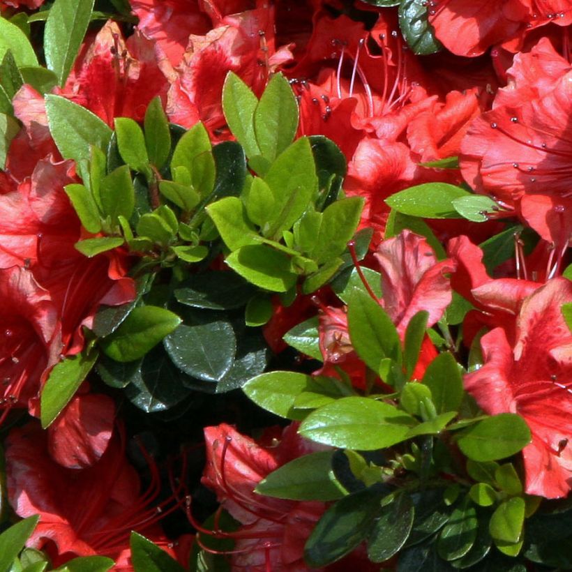 Azalea japonica Girard's scarlet (Fogliame)