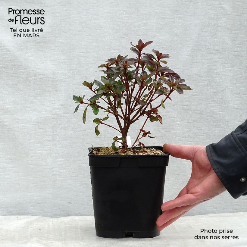 Azalée japonaise Girard's Scarlet - Rhododendron hybride Pot de 2L/3L esemplare consegnato in inverno