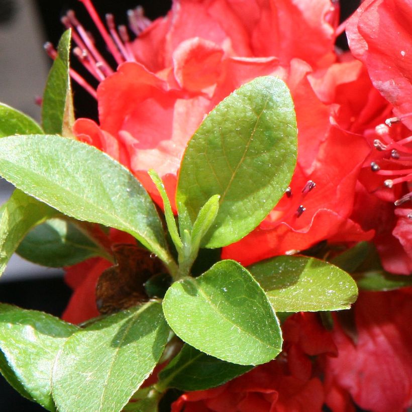 Azalea japonica Girard's Hot Shot (Fogliame)