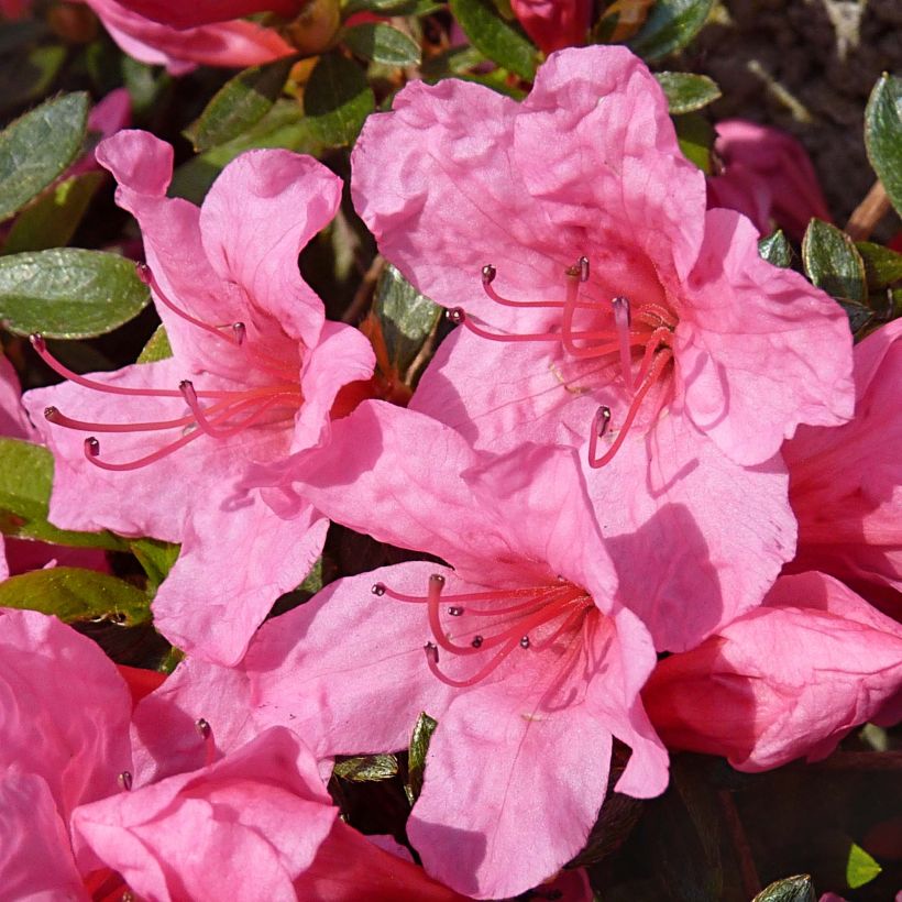 Azalea japonica Mme Van Hecke (Fioritura)