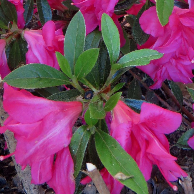 Azalea japonica Rosa King (Fogliame)