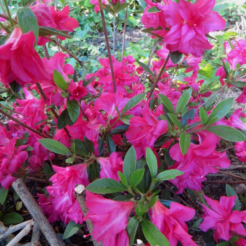 Azalea japonica Rosa King (Fioritura)