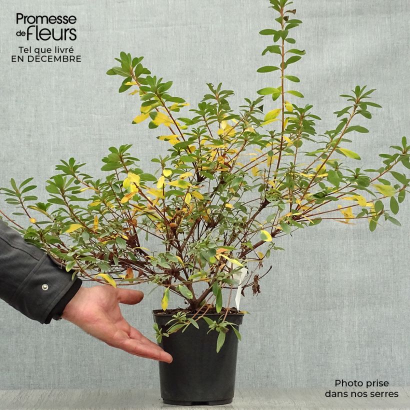 Azalée japonaise Tamanini - Rhododendron hybride Pot de 2L/3L esemplare consegnato in inverno