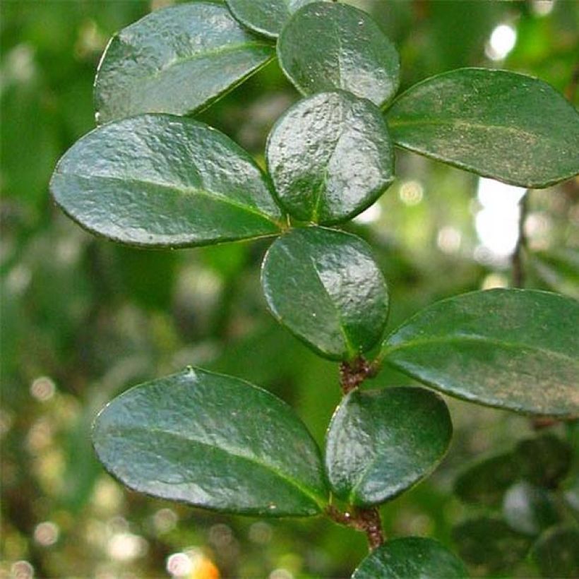 Azara microphylla (Fogliame)