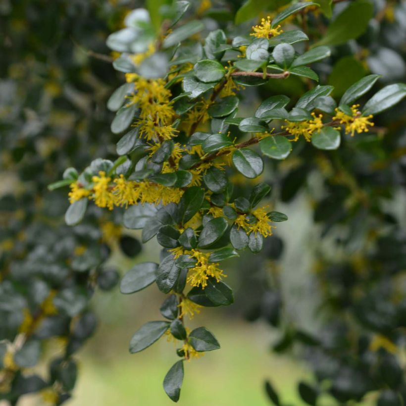 Azara microphylla (Fioritura)