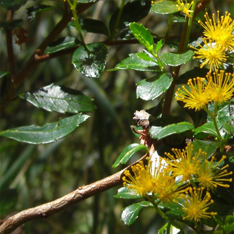 Azara serrata (Fogliame)