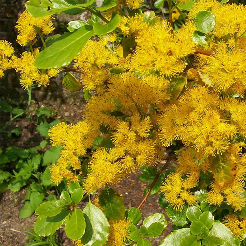 Azara serrata (Fioritura)