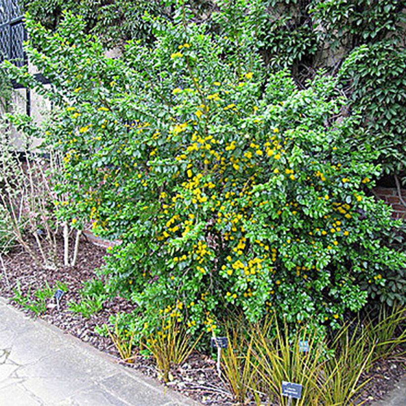 Azara serrata (Porto)