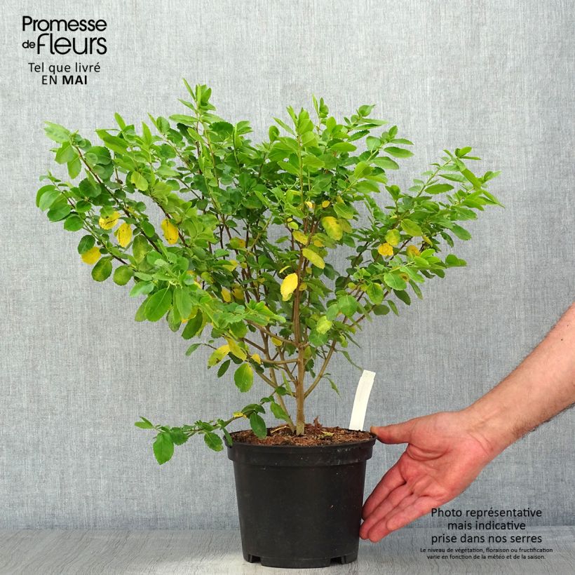 Azara serrata - Azara à dents de scie Pot de 2L/3L esemplare consegnato in primavera