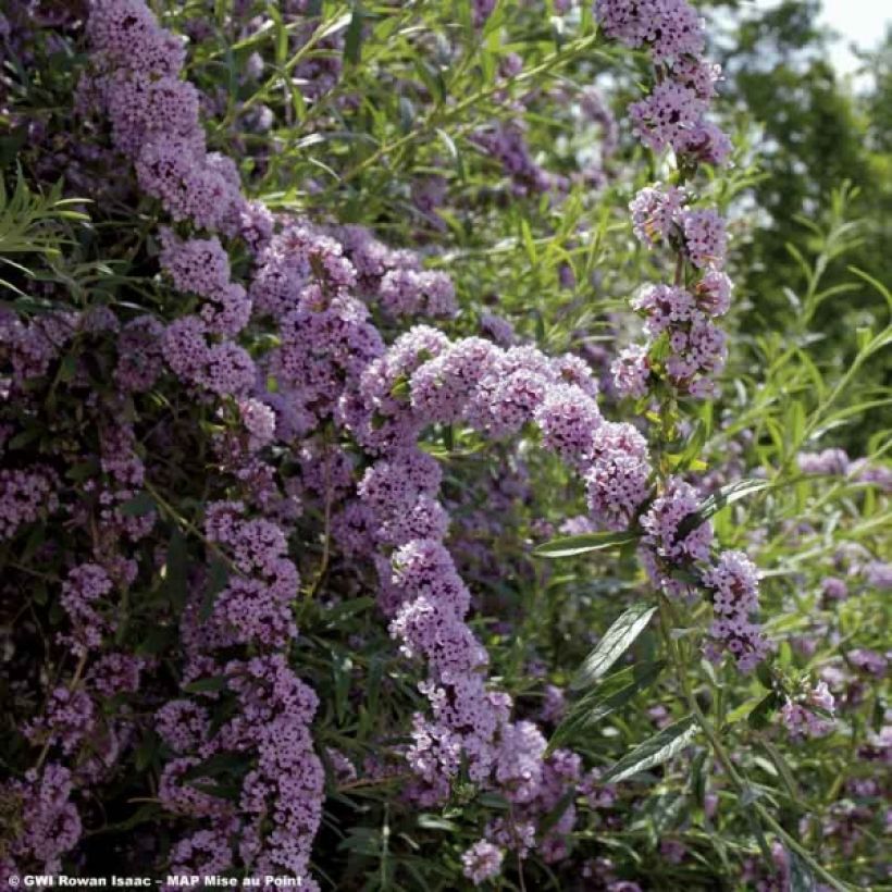 Buddleja alternifolia - Albero delle farfalle (Fioritura)