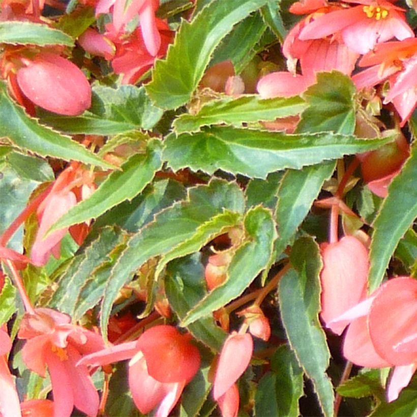 Begonia Summerwings Pink Elegance (Fogliame)