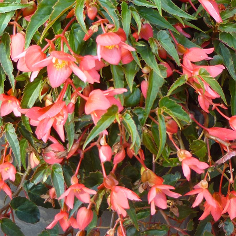 Begonia Summerwings Pink Elegance (Fioritura)