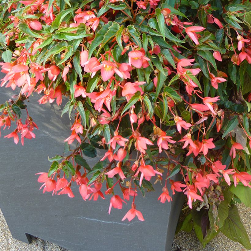 Begonia Summerwings Pink Elegance (Porto)