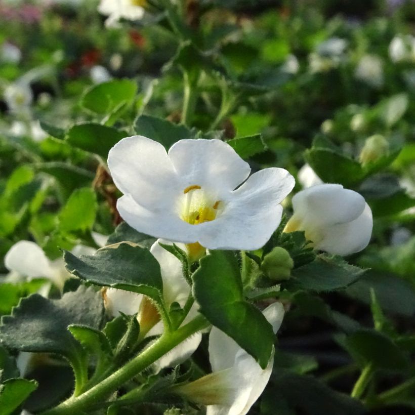 Bacopa Gulliver Dynamic White (Fioritura)