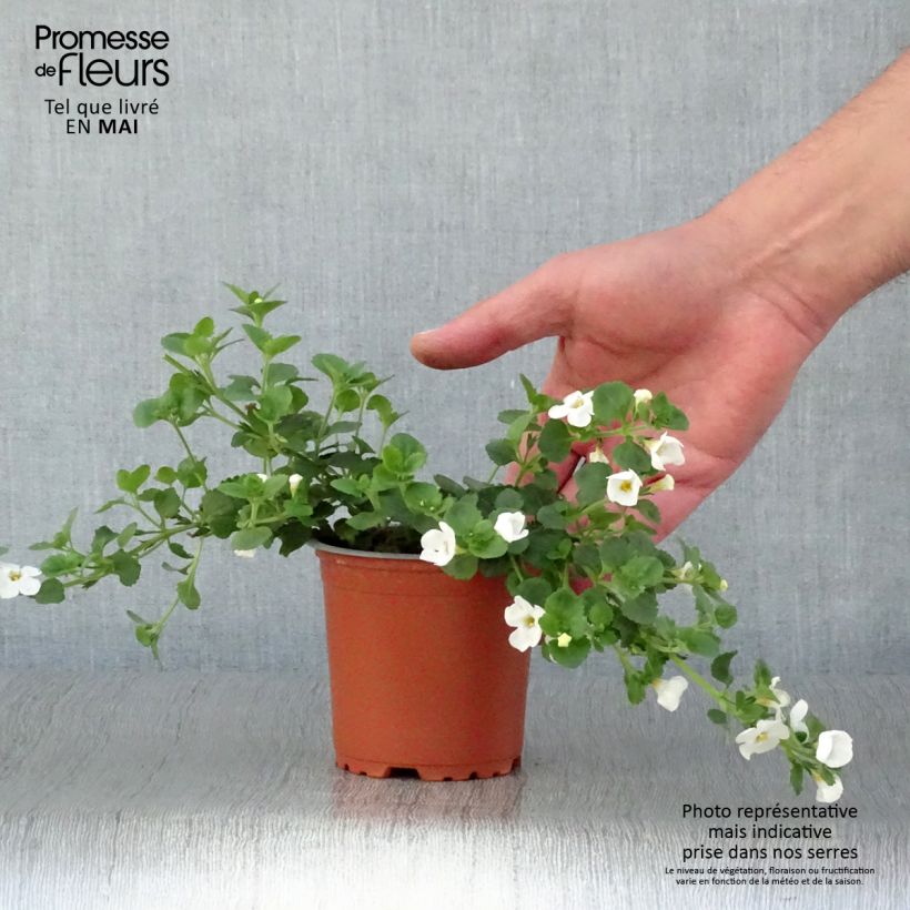 Bacopa Gulliver Dynamic White - pot de 10/11cm esemplare consegnato in primavera