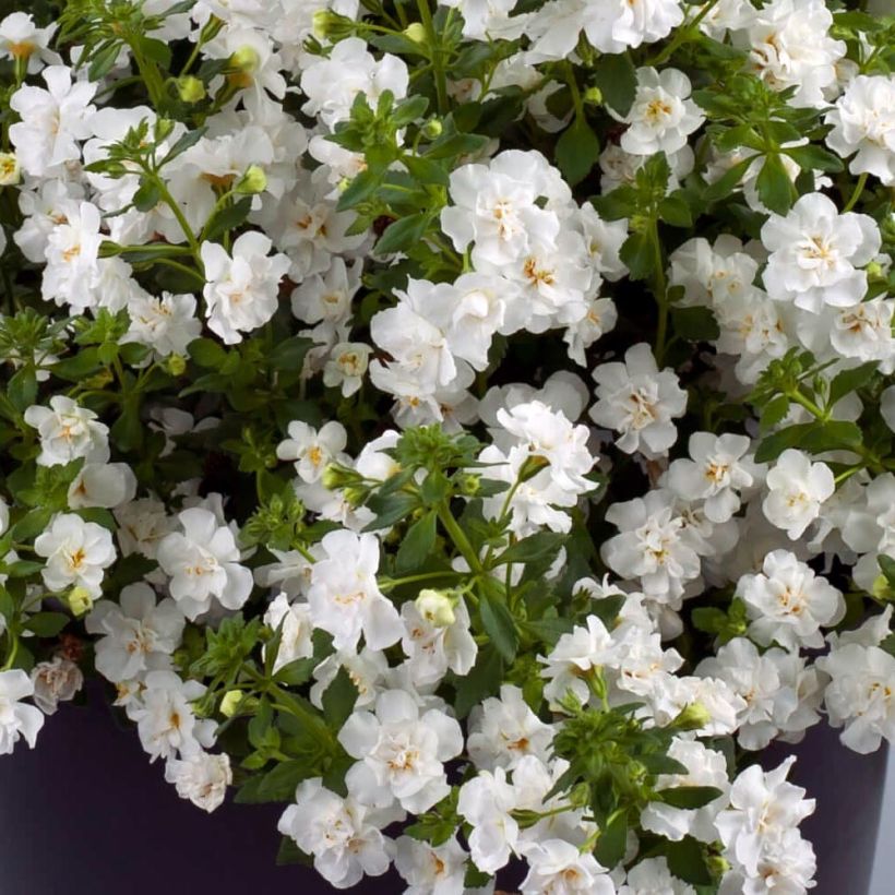 Bacopa Scopia Double Snowball (Fogliame)