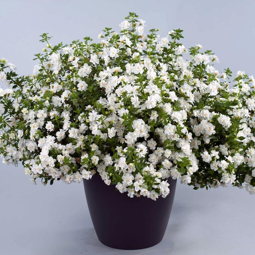 Bacopa Scopia Double Snowball (Porto)