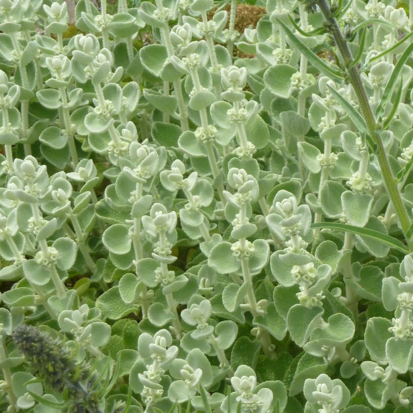 Ballota pseudodictamnus - Cimiciotta greca (Fogliame)