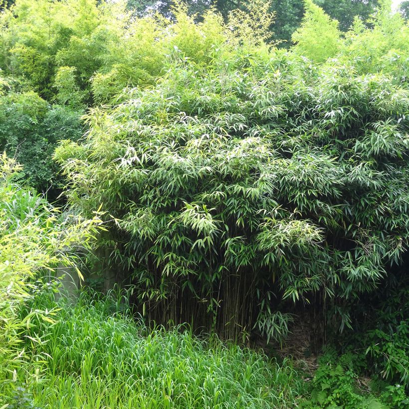 Phyllostachys bissetii - Bambù (Porto)