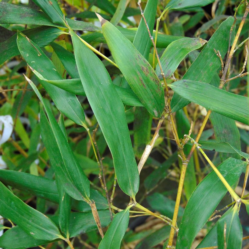 Phyllostachys bissetii - Bambù (Fogliame)