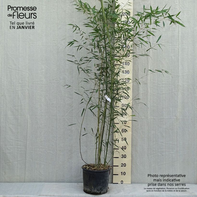 Bambou - Phyllostachys bissetii pot 12L 150 cm esemplare consegnato in inverno