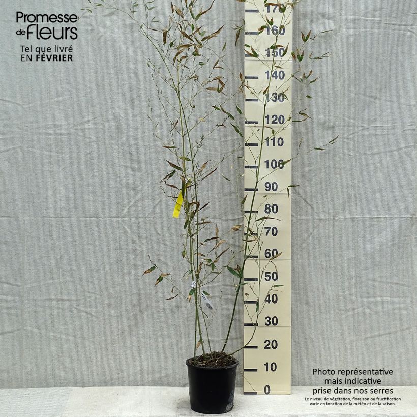 Bambou - Phyllostachys bissetii pot C5L 80/100 cm esemplare consegnato in inverno