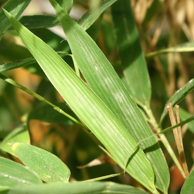 Phyllostachys aurea Koï - Bambù dorato (Fogliame)