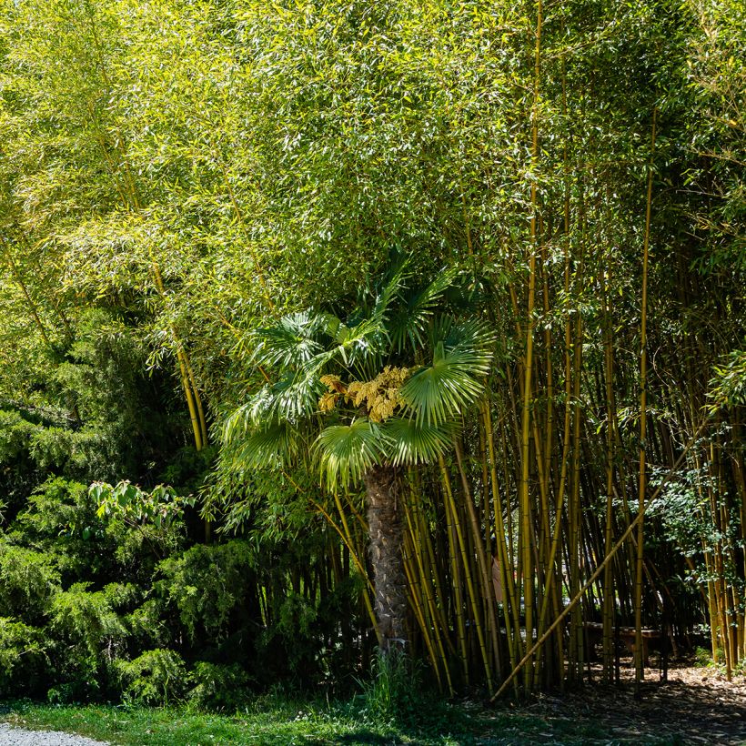 Phyllostachys aureosulcata Aureocaulis - Bambù aureosulcato (Porto)