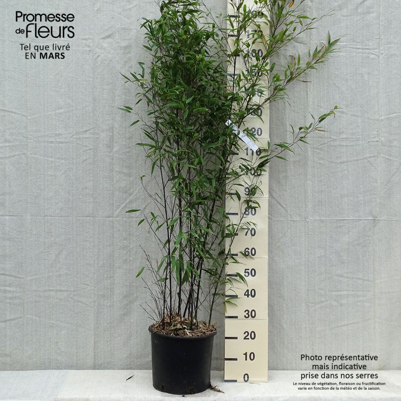 Bambou noir - Phyllostachys nigra 175/200 en pot de 15L esemplare consegnato in inverno