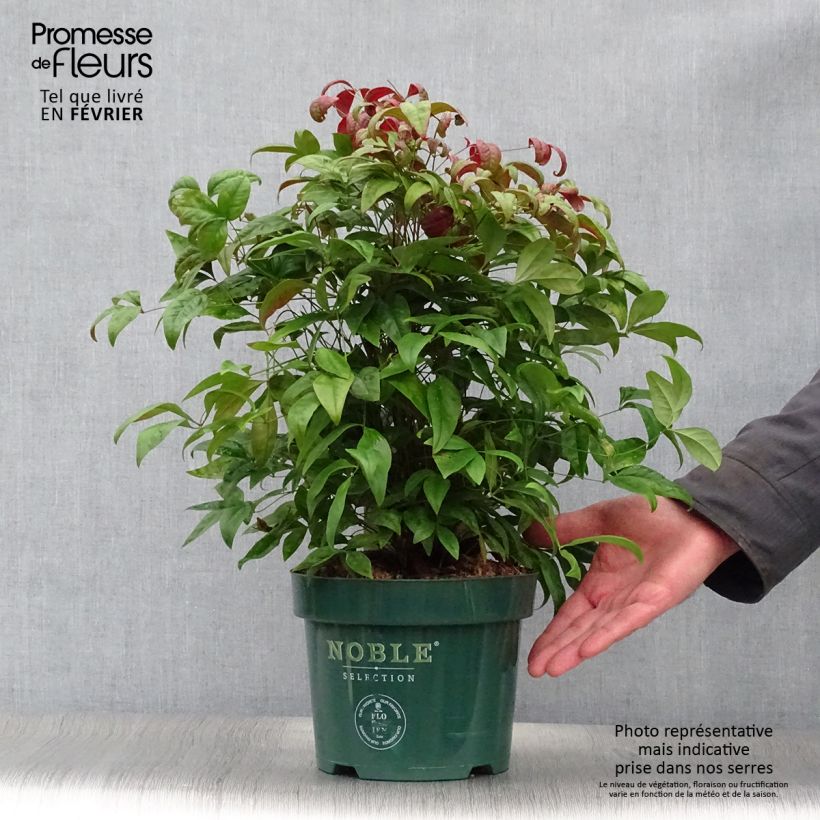 Bambou sacré - Nandina domestica Blush Pink en pot de 2l/3l esemplare consegnato in inverno