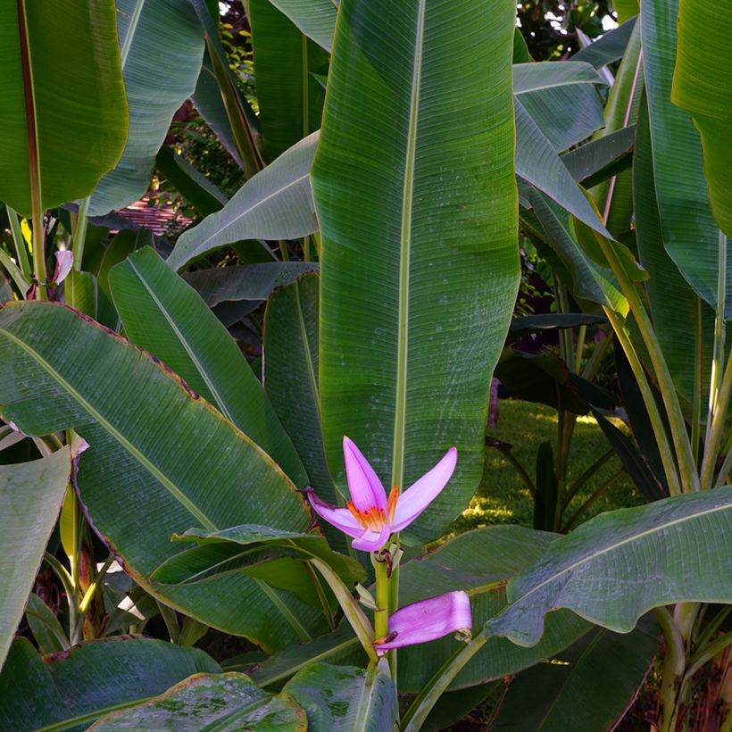 Musa velutina - Banano rosa (Fogliame)