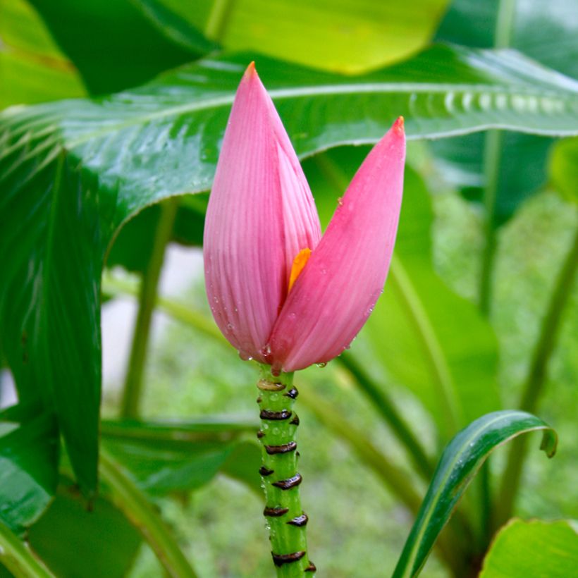 Musa velutina - Banano rosa (Fioritura)