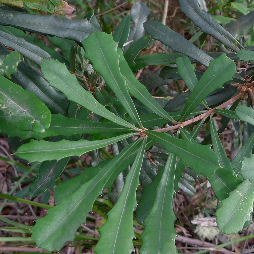 Banksia integrifolia (Fogliame)