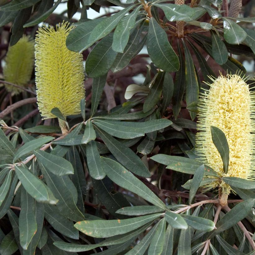 Banksia integrifolia (Fioritura)