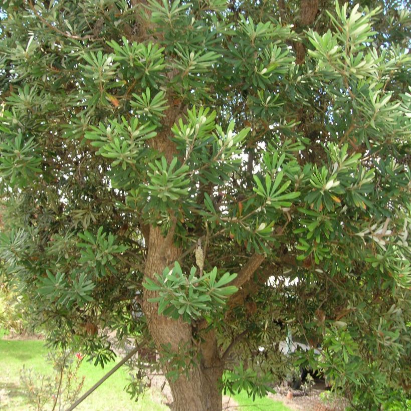 Banksia integrifolia (Porto)