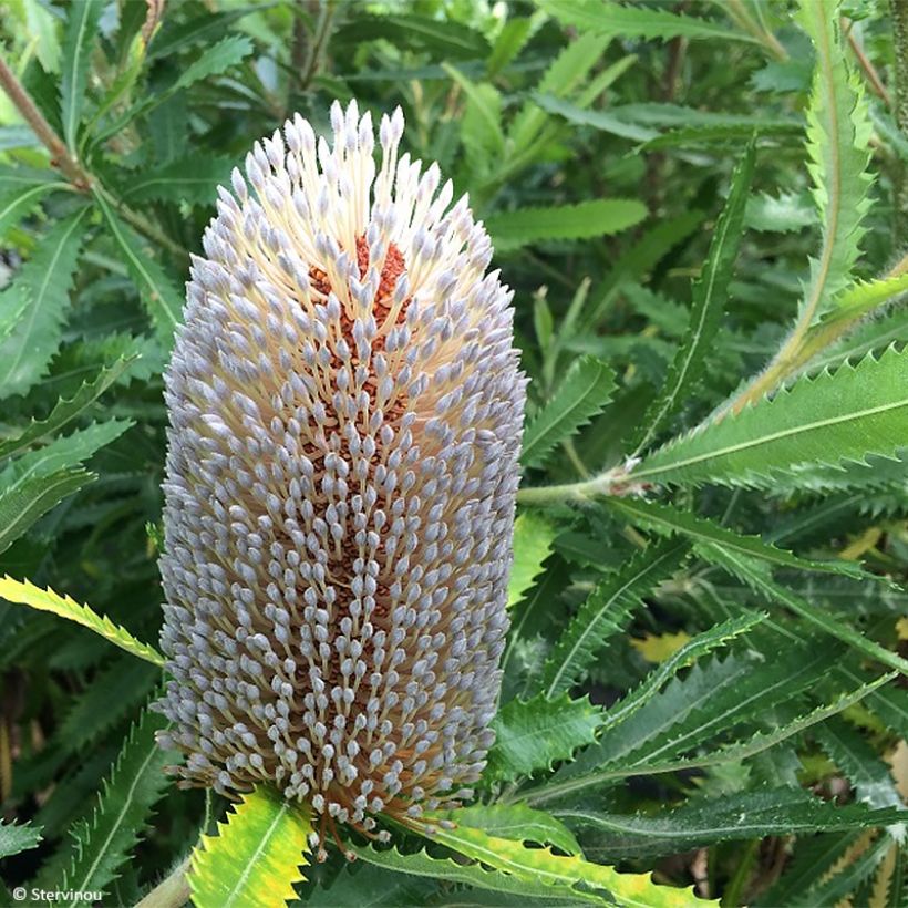 Banksia serrata (Fioritura)