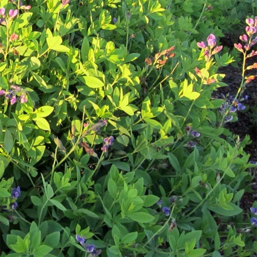 Baptisia Decadence Blueberry Sundae - Indaco falso (Fogliame)