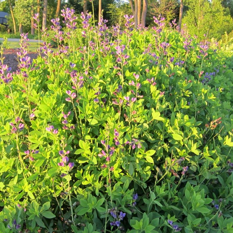 Baptisia Decadence Blueberry Sundae - Indaco falso (Porto)