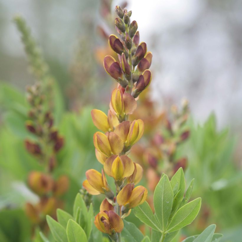 Baptisia Brownie Points - Indaco falso (Fioritura)