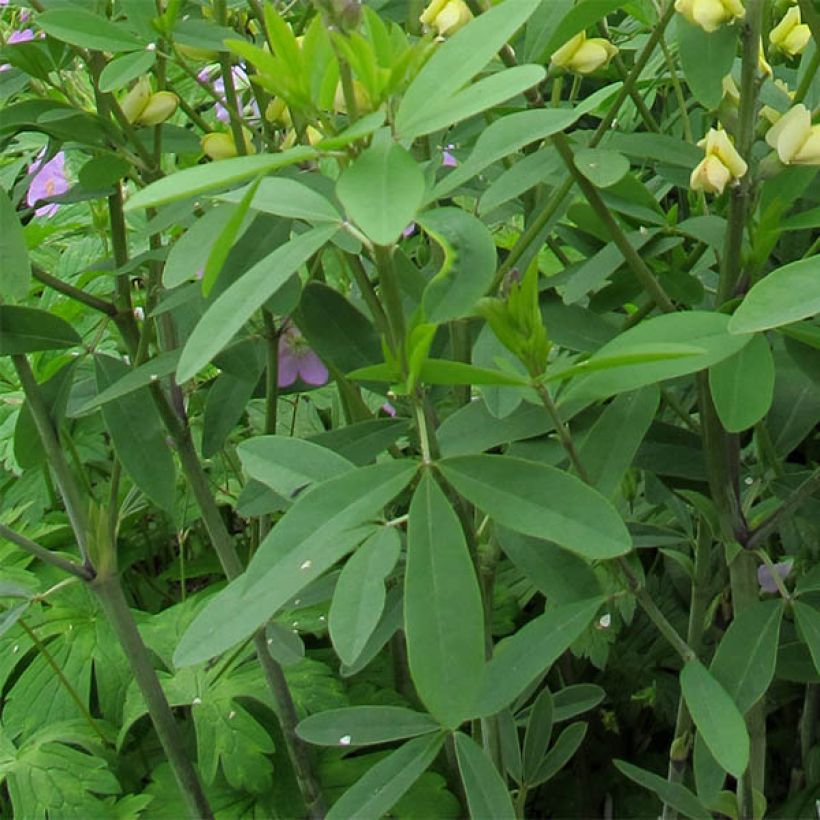 Baptisia Carolina Moonlight - Indaco falso (Fogliame)